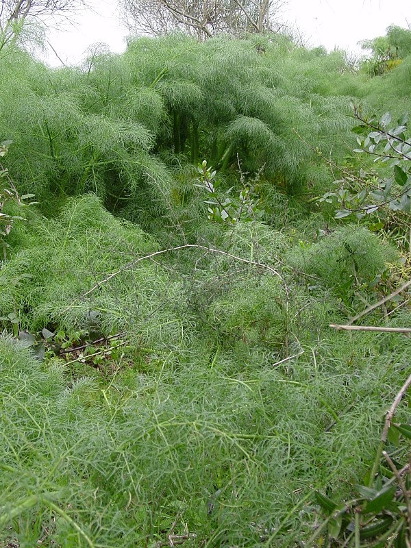 Ferula communis / Ferula comune